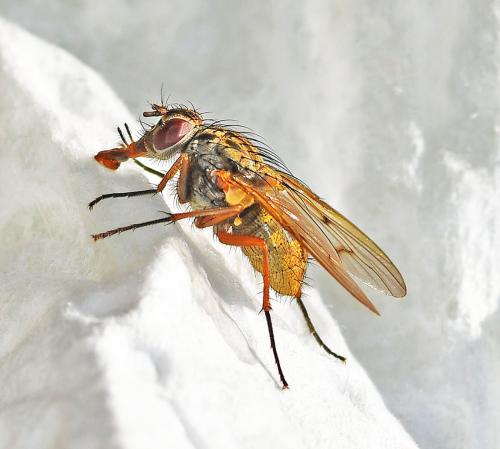 Phaonia tuguriorum